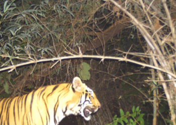 TN forest dept’s search on for tiger that attacked forest watcher
