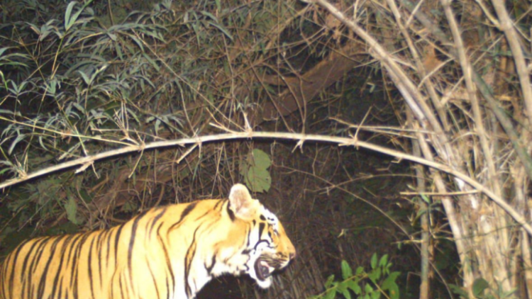 TN forest dept’s search on for tiger that attacked forest watcher