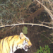TN forest dept’s search on for tiger that attacked forest watcher