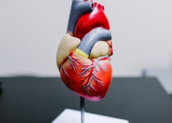 Female, male hearts respond differently to stress hormone