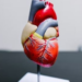 Female, male hearts respond differently to stress hormone