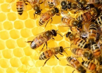 US approves first-ever vaccine for honeybees
