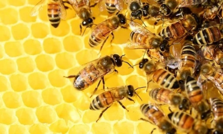 US approves first-ever vaccine for honeybees