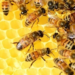 US approves first-ever vaccine for honeybees