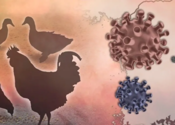 Cambodian girl dies of H5N1 bird flu