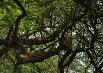 Delhi Ridge acts as a lung, supplying oxygen to city residents: SC