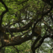 Delhi Ridge acts as a lung, supplying oxygen to city residents: SC