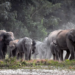 Farmers in TN’s Dharmapuri demand wild elephant be captured and relocated
