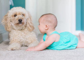Maternal exposure to pet cats or dogs may cut food allergies in babies