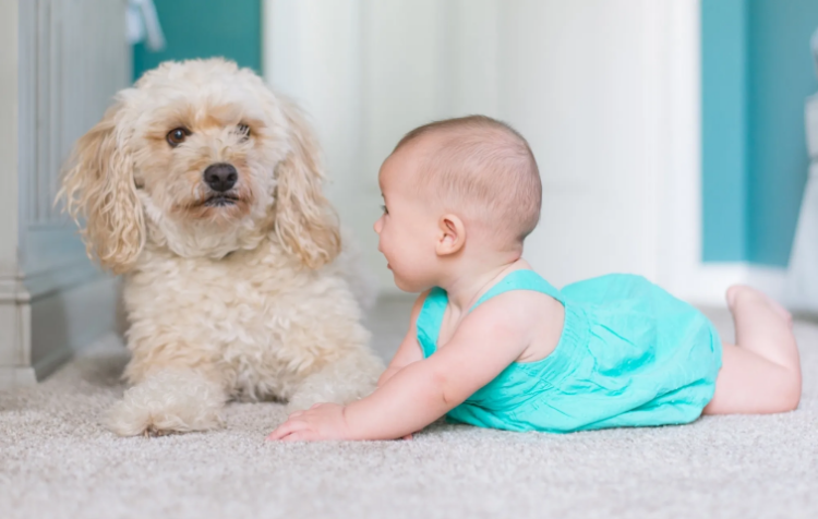 Maternal exposure to pet cats or dogs may cut food allergies in babies
