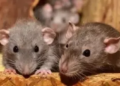 Study finds rat carrying multiple variants of Covid virus in US