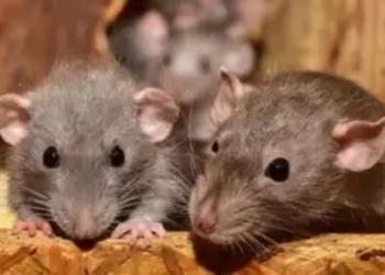 Study finds rat carrying multiple variants of Covid virus in US