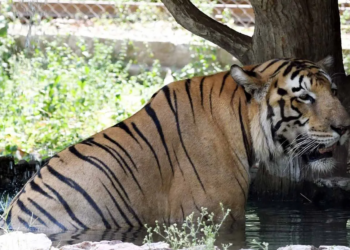 Patna zoo installs coolers for animals
