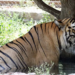 Patna zoo installs coolers for animals