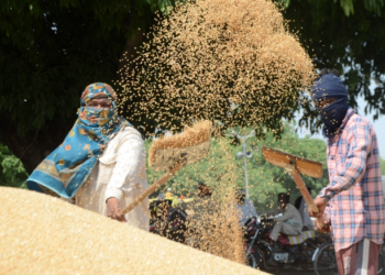 Over 125.57 lakh metric tons wheat procured in Punjab