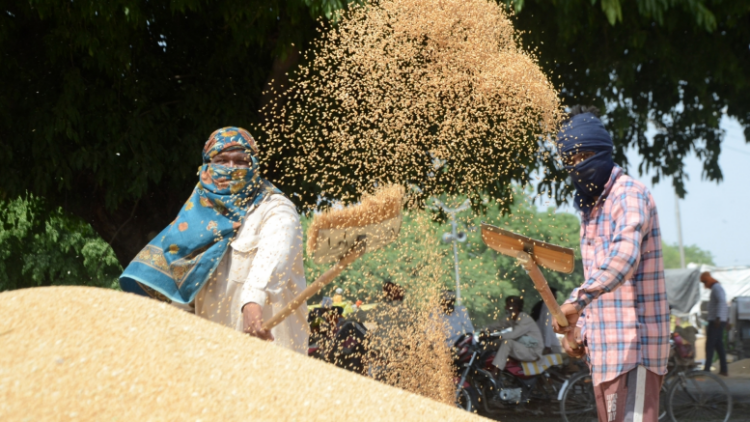 Over 125.57 lakh metric tons wheat procured in Punjab