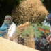 Over 125.57 lakh metric tons wheat procured in Punjab