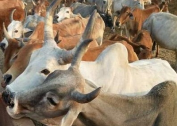 Unidentified men break open cow shelter in UP, slaughter 18 animals