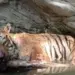 NTCA team to probe tiger deaths in UP’s Dudhwa Tiger Reaserve