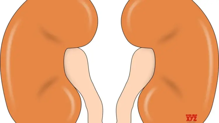 New FDA approved antiviral shows promise for kidney transplant patients