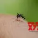 Bangladesh reports 6 new deaths amid surge of dengue fever cases