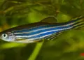 China to send zebrafish to space to study bone loss in astronauts