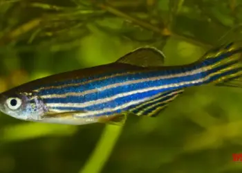 China to send zebrafish to space to study bone loss in astronauts
