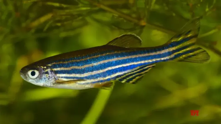 China to send zebrafish to space to study bone loss in astronauts