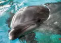 Dolphin sanctuary in UP’s Chambal soon