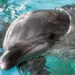 Dolphin sanctuary in UP’s Chambal soon
