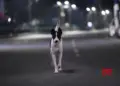 Gorakhpur man poisons dog, seven pups and then burns their bodies