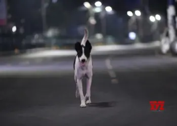 Gorakhpur man poisons dog, seven pups and then burns their bodies