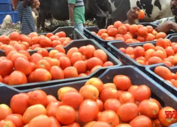 ‘If you stop eating tomatoes, prices will come down’: UP minister