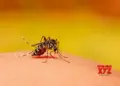 105 new dengue cases reported in Delhi in past one week