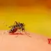 105 new dengue cases reported in Delhi in past one week