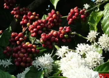 Coffee planters in Karnataka heave sigh of relief as prices go up, cup of coffee to cost more