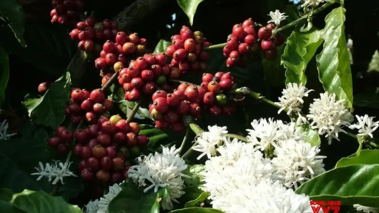 Coffee planters in Karnataka heave sigh of relief as prices go up, cup of coffee to cost more