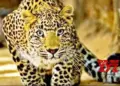 3 injured in leopard attacks in UP’s Bijnor