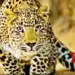 3 injured in leopard attacks in UP’s Bijnor