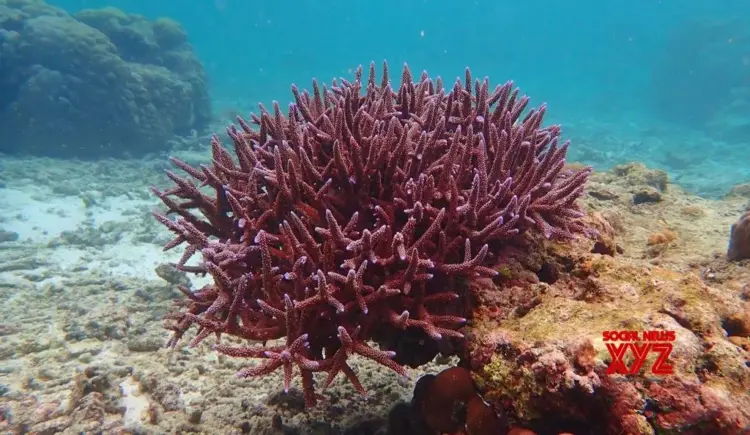 CMFRI’s studies on India’s marine biodiversity presented at UN global meet