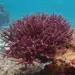CMFRI’s studies on India’s marine biodiversity presented at UN global meet