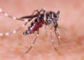 Dengue cases in UP’s Kanpur cross 200 mark