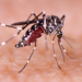 Dengue cases in UP’s Kanpur cross 200 mark