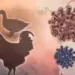 Finnish authority orders fur farms to euthanise mammals infected with bird flu