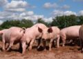 Sweden restricts vast area after African swine fever discovered