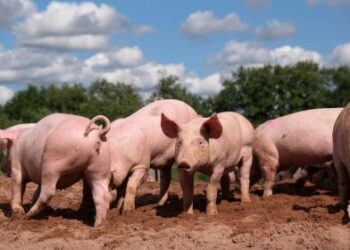 Sweden restricts vast area after African swine fever discovered