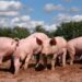 Sweden restricts vast area after African swine fever discovered
