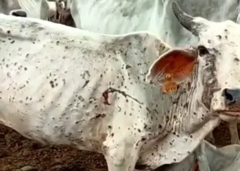 UP to get one crore vaccine for lumpy skin disease