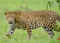 UP: Woman mauled to death by leopard in Maharajganj