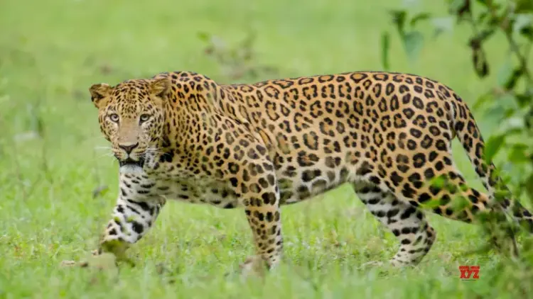 UP: Woman mauled to death by leopard in Maharajganj